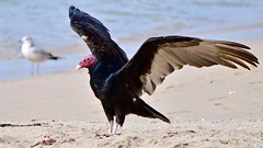 Turkey Vulture: Typical Day 