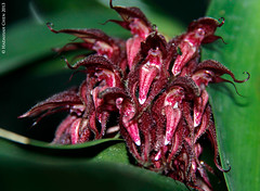 Bulbophyllum lasianthum (Orchidaceae)