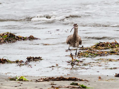 2018 Peponi Beach, Birds on the beach