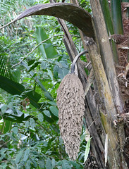 Maripa Palm (Attalea maripa) male inflorescence ...
