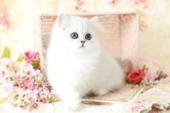 Silver Persian Kittens