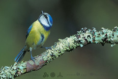 Herrerillo común - Ferreiro Bacachís - Parus caeruleus - Blue Tit