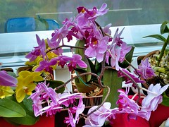 Orchid flower abundance
