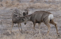 RMANWR Mule Deer 2/6/18