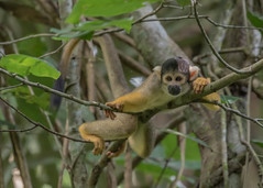 New World primates