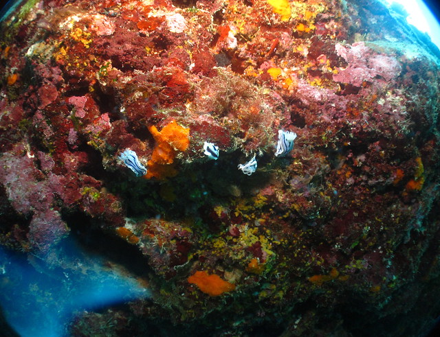 Chromodoris Willani:ミゾレウミウシ:威氏多彩海蛞蝓