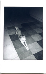 Instax Pup