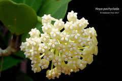 Hoya pachyclada (Apocynaceae)