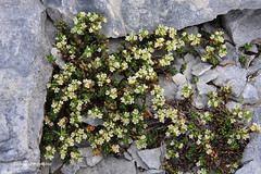 Poranthera alpina