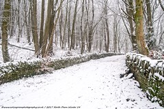 Winter at North Dean Woods.
