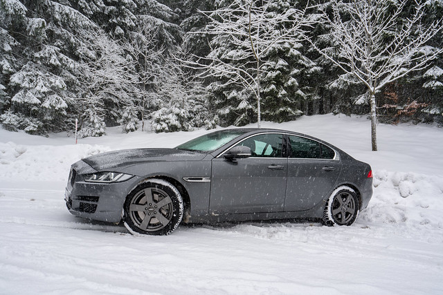 Jaguar im Schnee