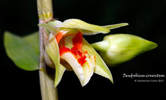 Dendrobium cruentum (Orchidaceae)