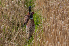 Pheasant 2017