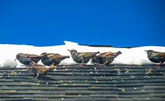 Starlings in JP, January 6, 2018