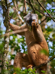 Madagascar-2017