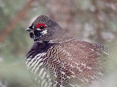 Grouse/Turkey/Wild Game Birds
