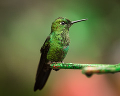 Hummingbirds Costa Rica