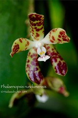 Phalaenopsis rundumensis