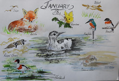Wildlife sketches by month