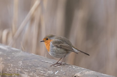 Rouge-gorges / Robins