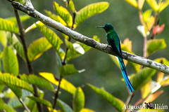Hummingbirds - Colibries