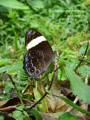 Lethe verma robinsoni (Nymphalidae)