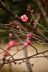 Plum blossoms 2018