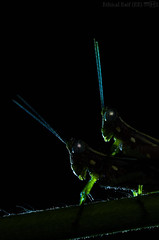 Orthoptera (Brazil)