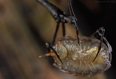 Hemiptera (Brazil)