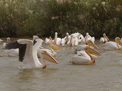 Senegal 08 Djoudj Parc National des Oiseaux