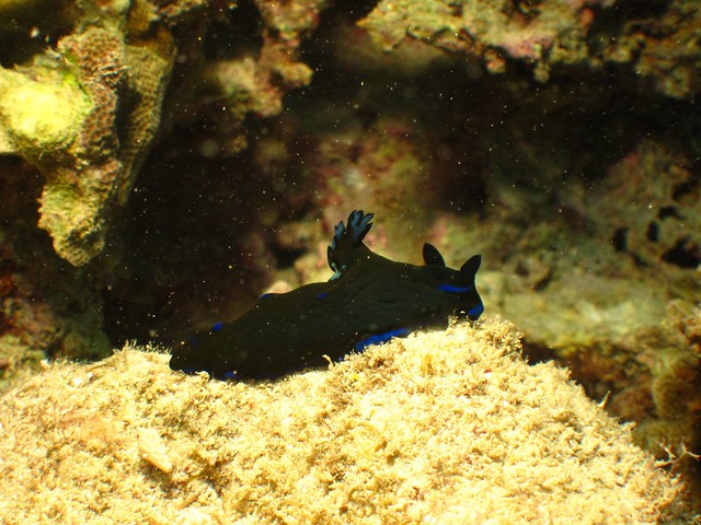 Tambja Morosa:ミドリリュウグウウミウシ:藍紋繡邊海蛞蝓