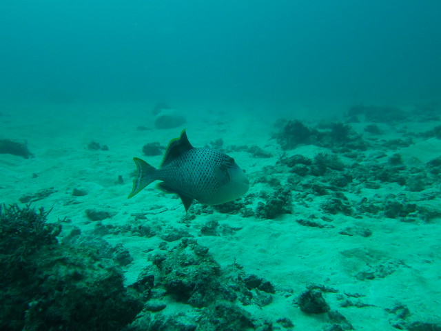 Titan Triggerfish:ゴマモンガラ:褐擬鱗魨