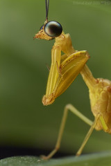 Neuroptera (Colombia)