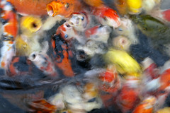Series: Fish painting