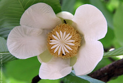 Dillenia indica (Dilleniaceae)