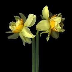 THE DAFFODIL COLLECTION