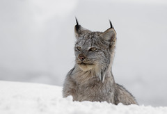 Lynx du Canada  -  Lynx Canadensis
