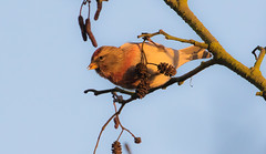 Buntings, Finches