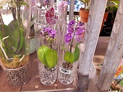 Orchid Vase