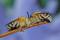 Native Bees