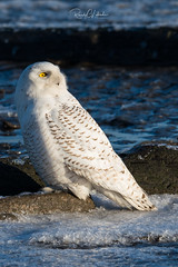 Snowy Owls of New Jersey | 2018