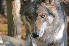 Wolf Preserve