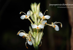 Gagnepainia thoreliana (Zingiberaceae)