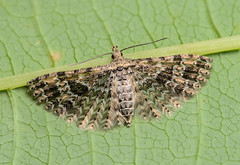 Many-plumed Moths (Alucitidae)