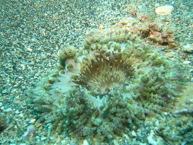Enthemonae:イソギンチャク:海葵