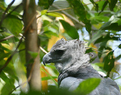 Harpy Eagle (Harpia harpyja) (Captive specimen)