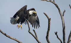 January 14th - Elkins Eagle