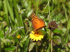 BORBOLETAS - Butterfly