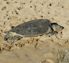 Sea Turtles
