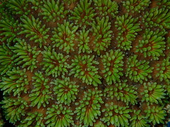 Korallen ( Nahaufnahmen )